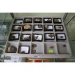 Collection of Flora Fossils