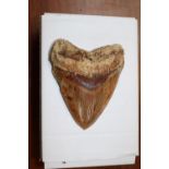 A very large Megalodon tooth Indonesian, Miocene 12cm unmounted Fossils Natural History