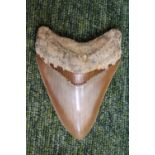 Megalodon (Otodus megalodon) tooth fossil, excavated in Indonesia (L12cm)