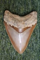 Megalodon (Otodus megalodon) tooth fossil, excavated in Indonesia (L12cm)