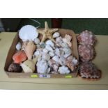 Large collection of various sea shells including bull mouth conch, star fish etc.