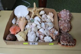 Large collection of various sea shells including bull mouth conch, star fish etc.