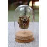 Taxidermy Short Nosed Bats head under glass dome