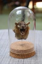 Taxidermy Short Nosed Bats head under glass dome