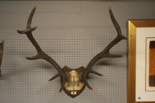 Pair of Deer Antlers mounted on Oak Shield