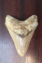 Megalodon (Otodus megalodon) tooth fossil, 10.5cm in Length