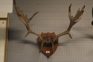 Pair of Fallow Deer Antlers mounted on Oak Shield