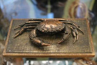 Italian copper sculpture of a mud crab by Alfred Motelli signed to base with original gallery