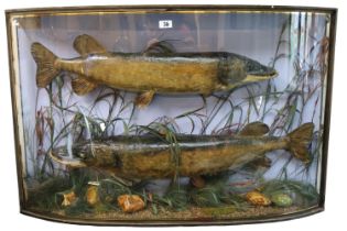 Large Antique Taxidermy of a pair of Pike in naturalistic setting within bow fronted glass gilded