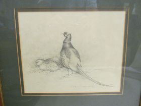 Geoffrey Dashwood pencil drawing of pheasant, signed