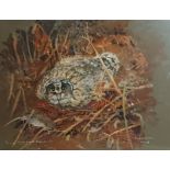 Donald Watson, Young Short Eared Owl, watercolour, signed and dated May 48