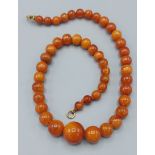 An Amber graduated bead necklace, 20gms