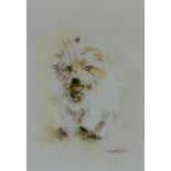 Mandy Shepherd, study of a dog, waterclolour, signed, 15cms x 10cms