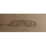 John Macallan Swan, crouching leopard, pencil drawing, signed, 18cms by 45cms