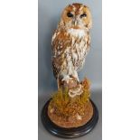 A taxidermy Tawny Owl upon naturalistic base under a glass dome with circular ebonised stand, 51cm