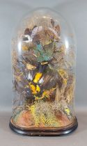 A Victorian taxidermy arrangement of exotic birds within a glass dome with ebonised stand, 55cms