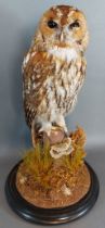 A taxidermy Tawny Owl upon naturalistic base under a glass dome with circular ebonised stand, 51cm