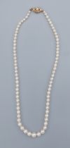 A cultured pearl necklace with 9ct gold pearl set clasp, 45cms long