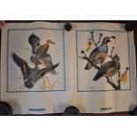 Bird prints 1955 (4) by F. Lansdowne, Western meadow lark, MacGillivray Warbler & California