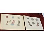 Antique Prints-(coloured)-The Horse Foot & Neurotomy and Anatomy-The Horse's Foot-produced by