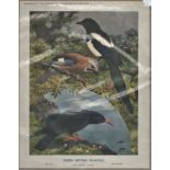 Print-Supplement to 'Cage Birds and Bird World'-Nov 30th 1912-Three British Beauties The Jay-The