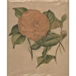 Print-Flower print of camellia-C.M. Hovey-coloured print-measurement 49cm x 34cm-foxing on