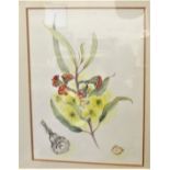 "Eucalyptus" Australian Water Colour, native to New South Wales. Artist Nan Annells, framed and