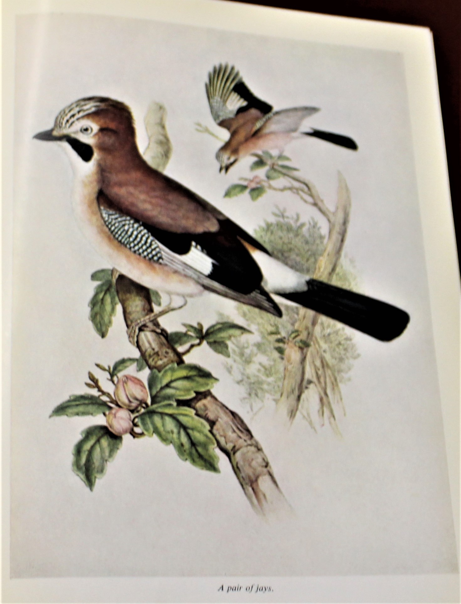 Book-British Birds in colour by R.S.R. Fitter- includes 108 colour plates from John Gord's 'The - Image 2 of 4