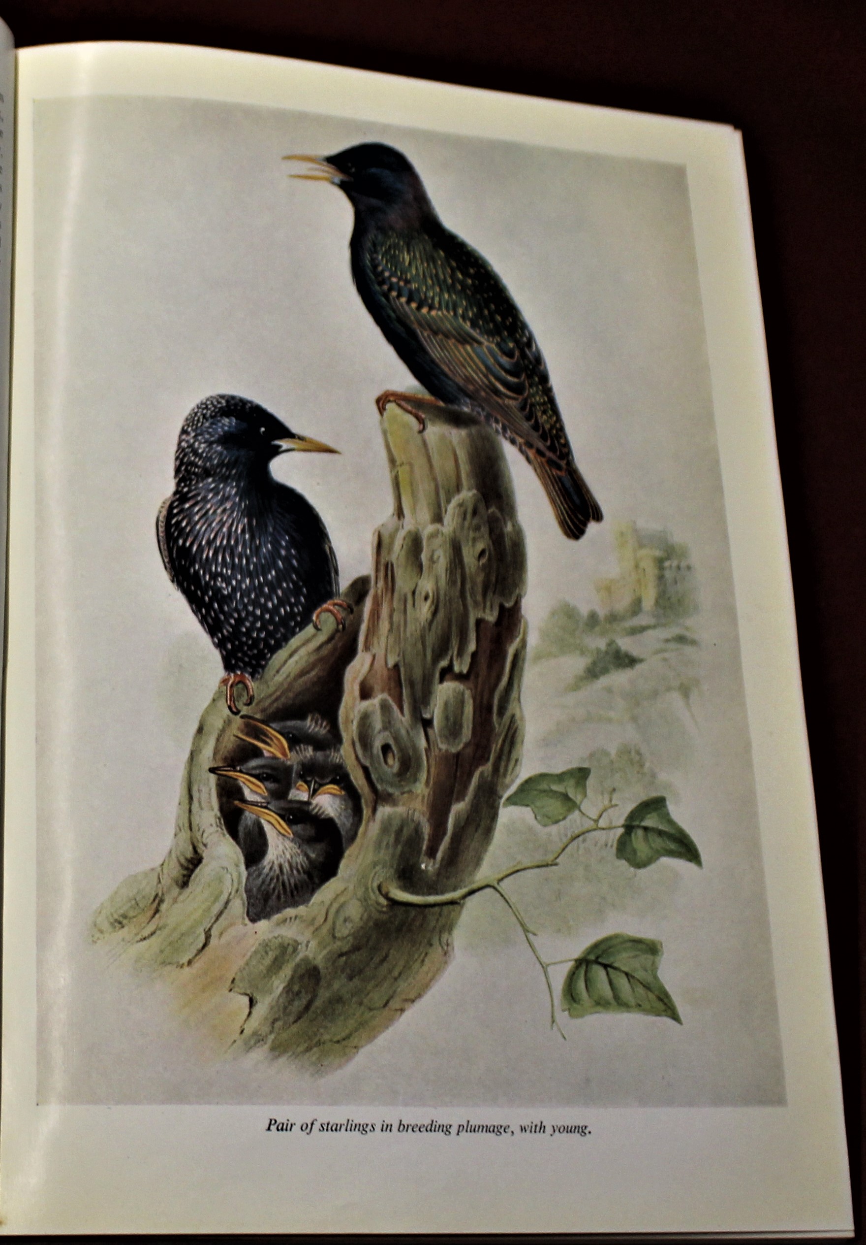 Book-British Birds in colour by R.S.R. Fitter- includes 108 colour plates from John Gord's 'The - Image 3 of 4