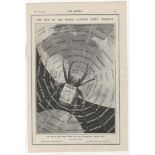 Illustrated London News 1909-full page black and white advertisement-The Web of the World Catches