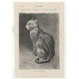 Louis Wain 1904-page black and white - 'What The Cat Thought Of The Dog Next Door-very fine-10" x 12