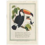 Guinness 1952-Classic Toucans full page colour advertisement-very good 10" x 14" A Classic