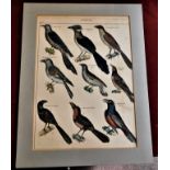 Birds 'Guckgucke Guckler' (2) coloured prints birds-(1) picture is on board 39cm x 30cm-(1)