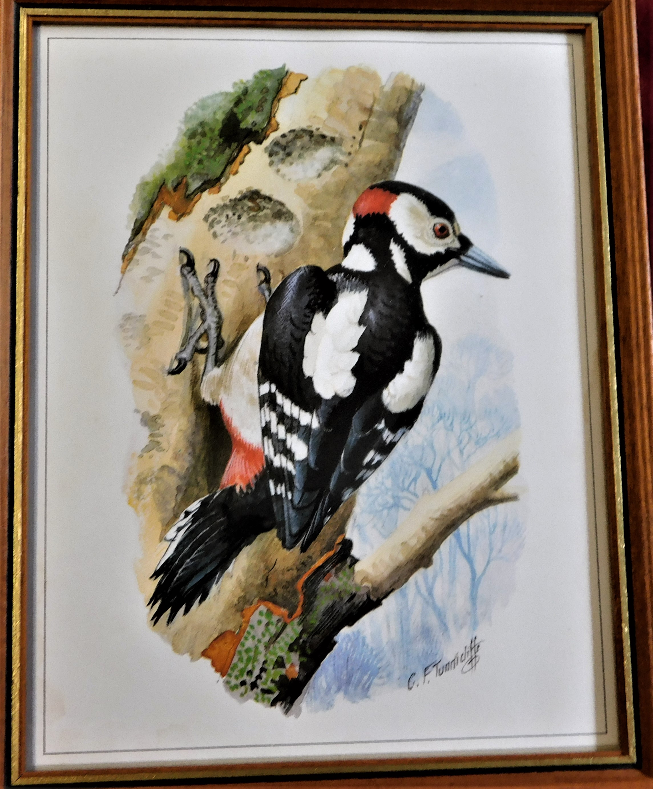 (4) framed pictures of Birds - Artist C.F.Tunnicliffe Lot no.1255 coloured measurements 25cm x 20cm. - Image 5 of 5