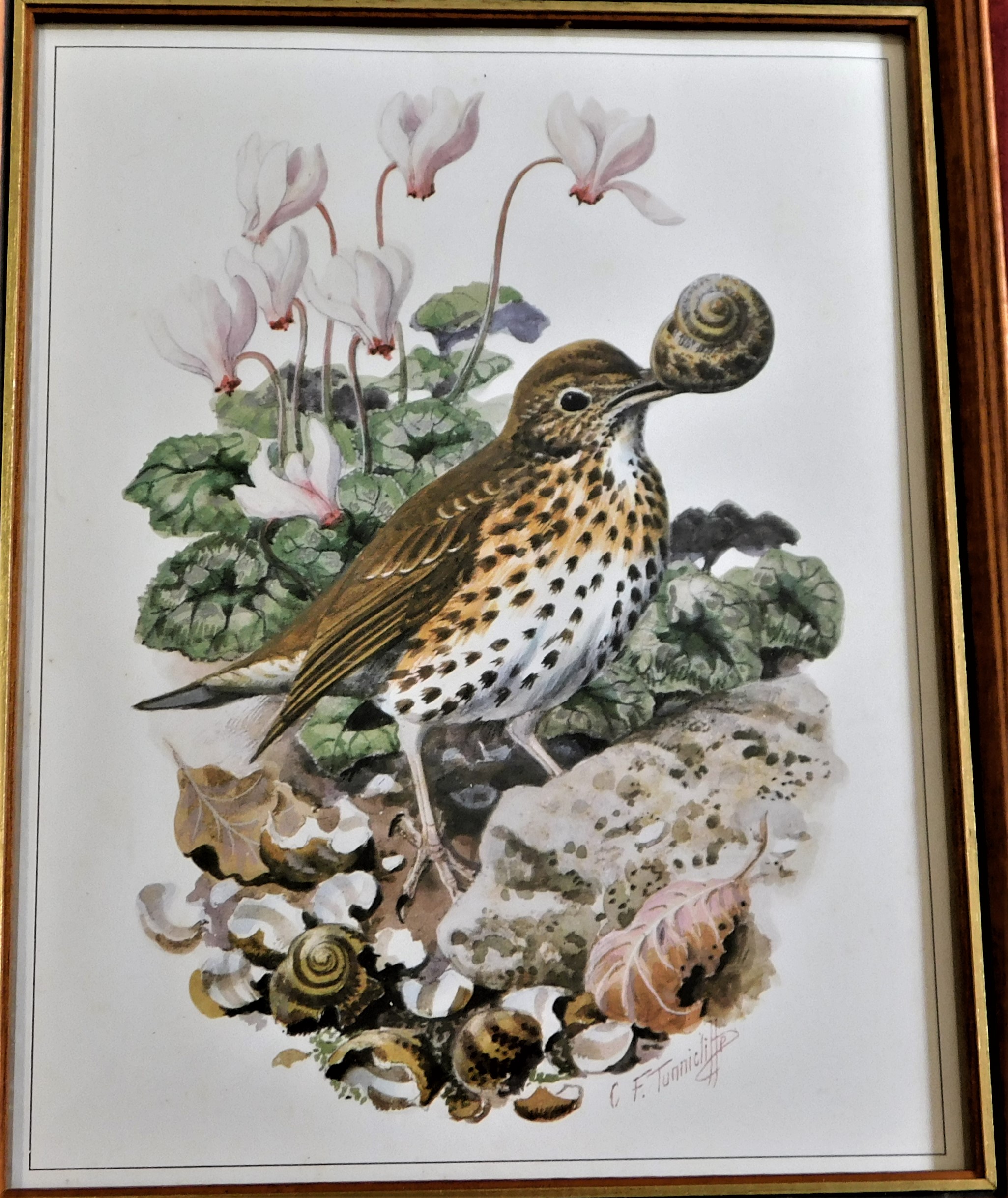 (4) framed pictures of Birds - Artist C.F.Tunnicliffe Lot no.1255 coloured measurements 25cm x 20cm. - Image 4 of 5