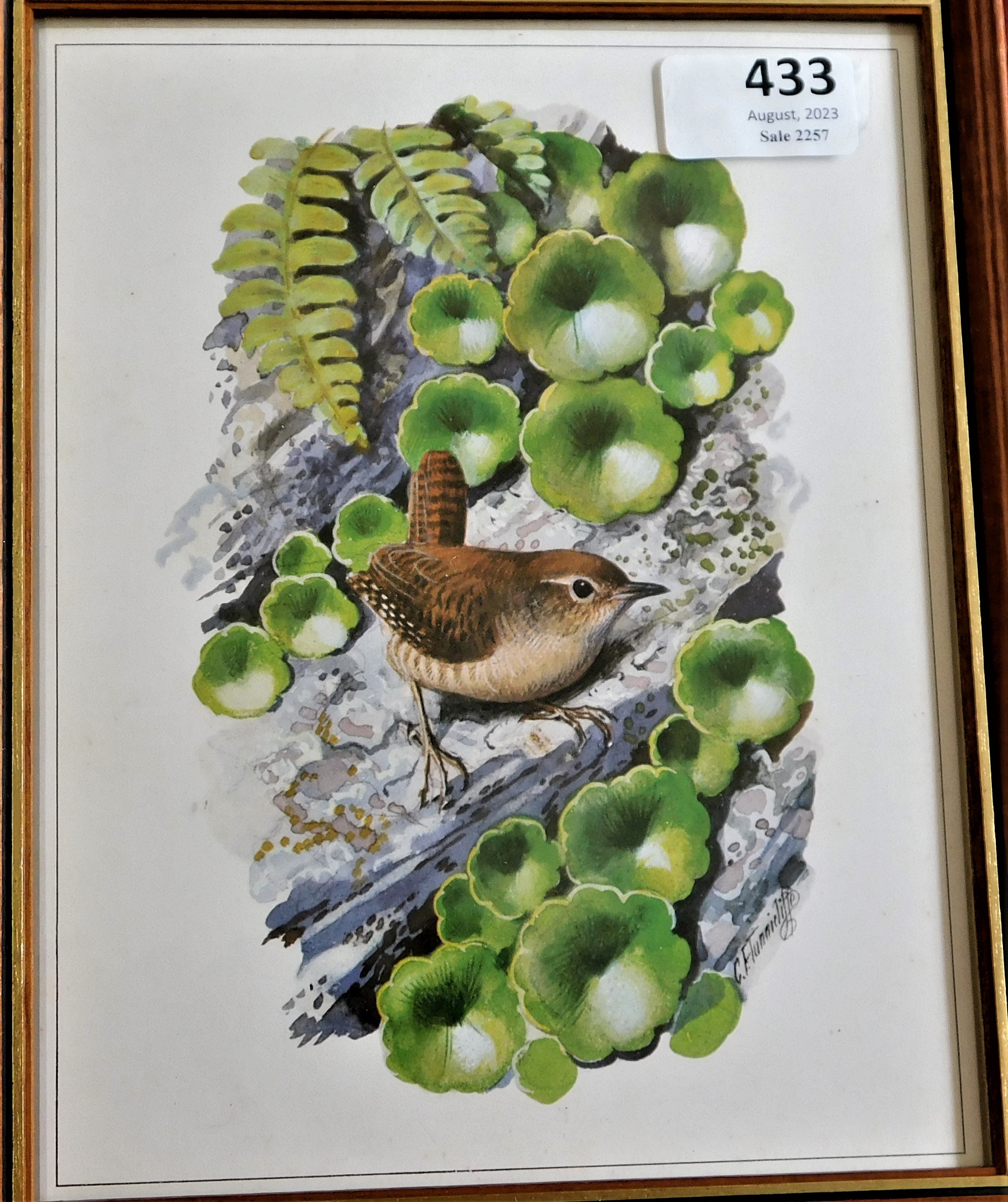 (4) framed pictures of Birds - Artist C.F.Tunnicliffe Lot no.1255 coloured measurements 25cm x 20cm. - Image 2 of 5