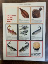 Advertising Poster 'Guinness (Country Life) ' Guinness Guide to Sea Fish' coloured pictures of (7)