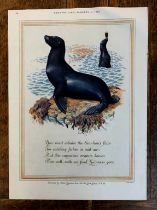 Advertising Poster 'Guinness' (Country Life) January 4th 1952 - coloured picture of Sea Lions with