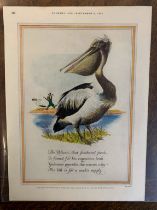 Advertising Poster 'Guinness' (Country Life) September 5th 1952 - coloured picture of a Pelican with