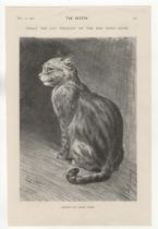 Louis Wain 1904-page black and white - 'What The Cat Thought Of The Dog Next Door-very fine-10" x 12