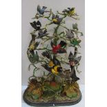 BIRD DISPLAY, glass domed display of exotic birds on mirror base, 70cm height