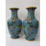 CLOISONNE, pair of large Chinese blue ground cloisonne 37cm vases