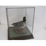 TAXIDERMY, cabinet cased display of Teal Duck, 38cm height