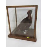 TAXIDERMY, cabinet cased Red Grouse, 36cm height
