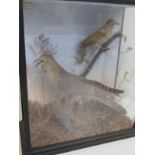 VINTAGE TAXIDERMY, cabinet cased display of cuckoo and young by G W Inchcoombe, Willesborough,