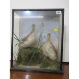 TAXIDERMY, antique cabinet cased display of 2 Grebes by G. W. Inchcombe of Willesborough, 45cm