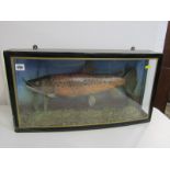 TAXIDERMY, bow fronted case display of brown trout, '4lb 3oz caught by Peter Turner, Watercress