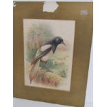 GEORGE RANKINS signed watercolour "Magpie" 25cm x 15cm