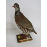 TAXIDERMY, mounted red legged Partridge, 30cm height