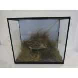 TAXIDERMY, cabinet cased display of Snipe (from collection of Jeffery Campbell-Black) 28cm height